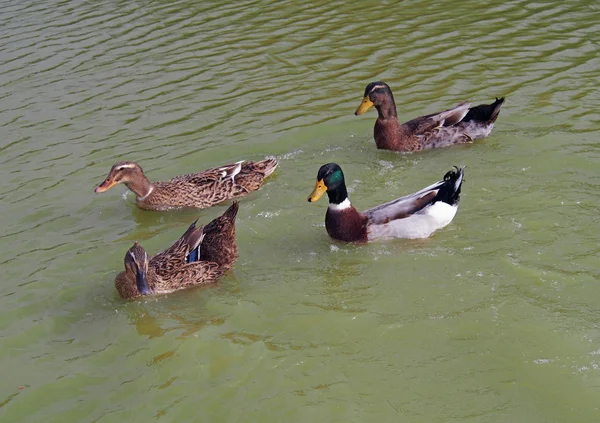 Patos almizcleros en un lago — Foto de Stock