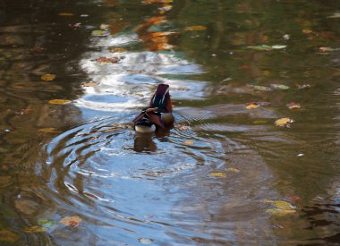 Gölde Mandarin ördeği