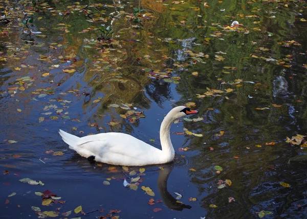 Un cisne blanco está en el agua del lago de otoño —  Fotos de Stock