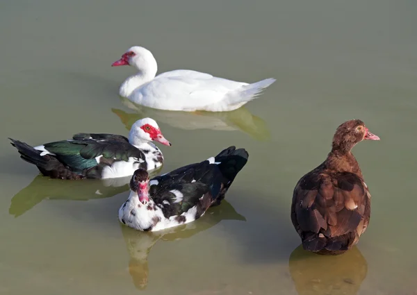 Muscovy 오리는 호수에서의 그룹 — 스톡 사진