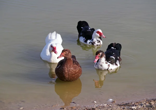 Skupina pižmových kachen v jezeře — Stock fotografie