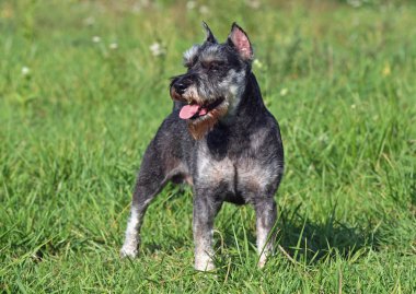 Zwergschnauzer cinsi köpek