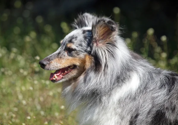 Porträt eines Sheltie-Hundes — Stockfoto