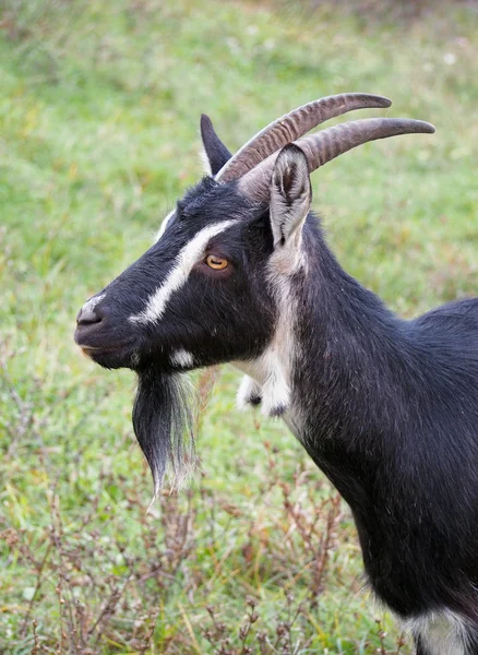 Портрет домашньої кози — стокове фото