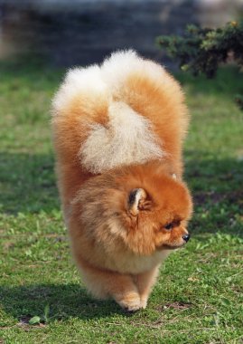 Pomeranian, cüce Spitz'ın bahçesinde