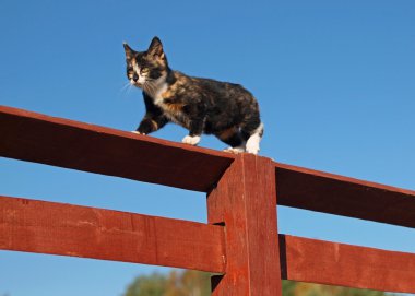 Beautiful three-color kitten on a fence clipart