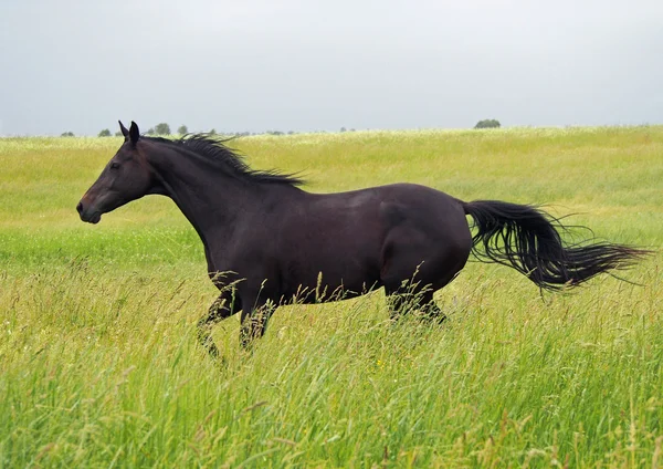 Beautiful dark-bay horse gallops on grass — Stock Photo, Image