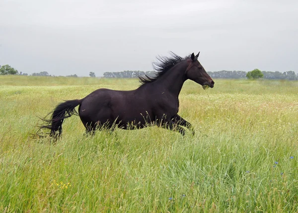 Schöne dunkelbraune Pferd galoppiert auf Gras — Stockfoto