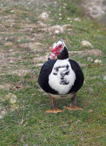 Barbarijse eenden op een achtergrond van gras — Stockfoto