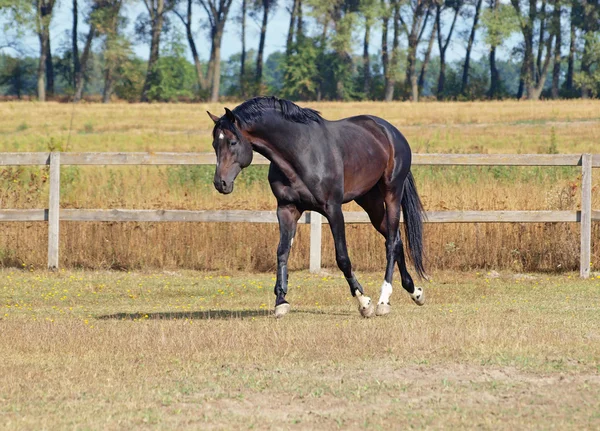 Dark-bay  stallion  on  a pasture — Stock Photo, Image