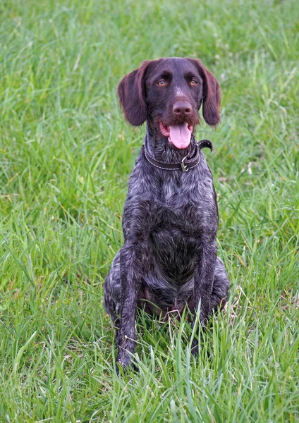 Drahthaar hund på en grön gräsmatta — Stockfoto