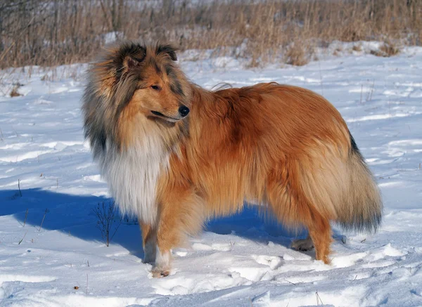 Portrait beautiful  collie — Stock Photo, Image