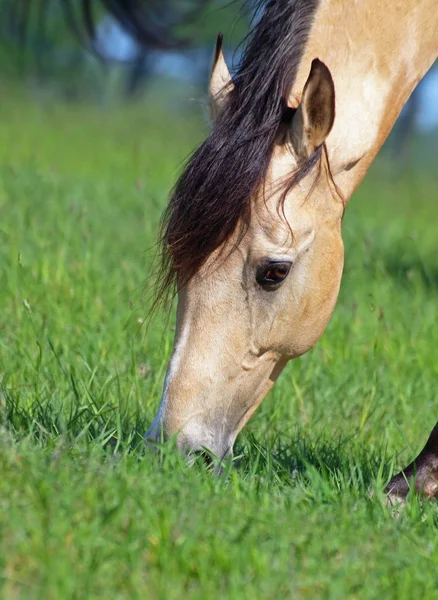 Ekspresyjny głowa konia buckskin — Zdjęcie stockowe