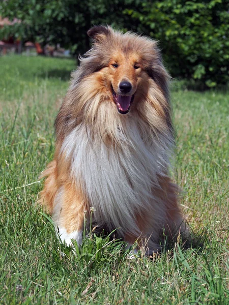 Portret van ruwe rode collie — Stockfoto