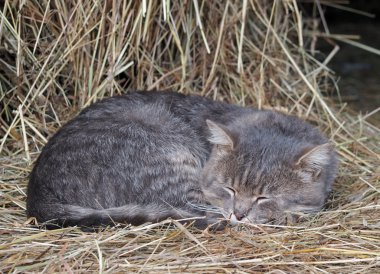 Gri kedi pipet üzerinde uyuyor