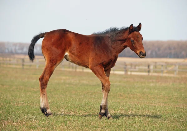 春の牧草地に小さな湾の血統馬 — ストック写真