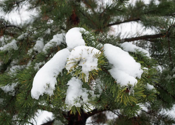 Ветви сосны покрыты снегом. — стоковое фото