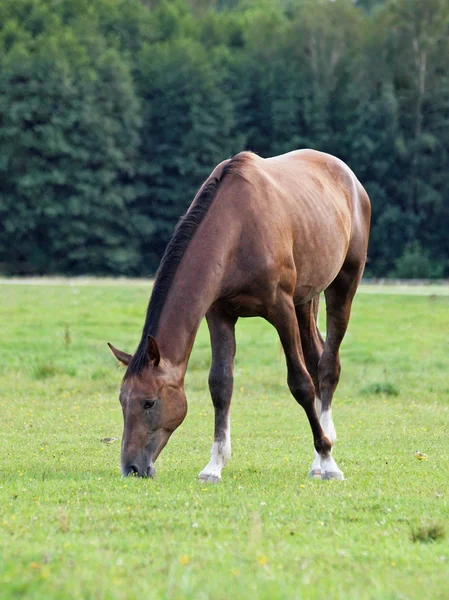 绿色的草地上吃草的匹棕色的马 — 图库照片