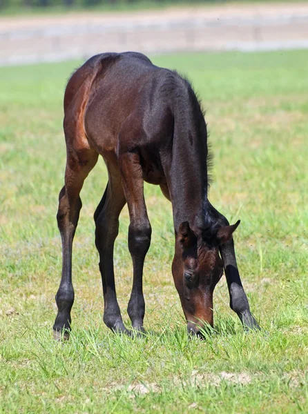 春の牧草地に小さな子馬 — ストック写真