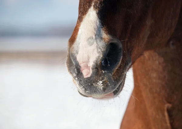 Nos duży koń kasztan — Zdjęcie stockowe