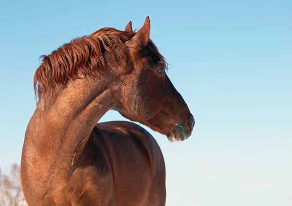 強力な赤い馬の肖像 — ストック写真