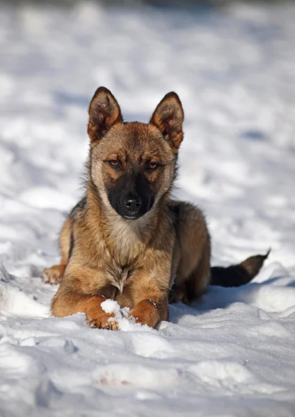 Portret van jonge hond op sneeuw — Stockfoto