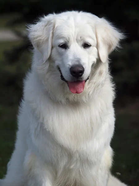 Portrait of  slovakian chuvach dog — Stock Photo, Image