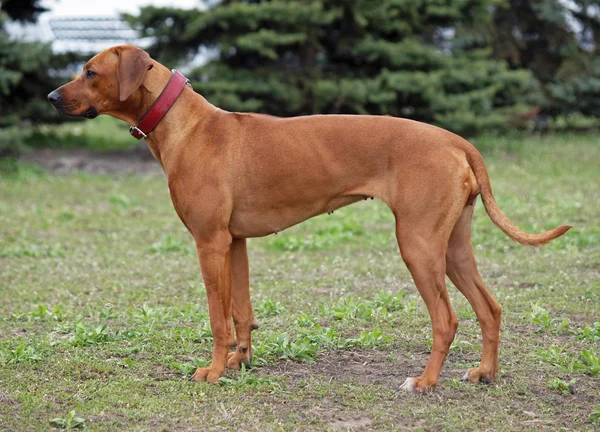 Rhodesian cão ridgeback — Fotografia de Stock