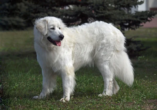 Portrait of  slovakian chuvach dog — Stock Photo, Image