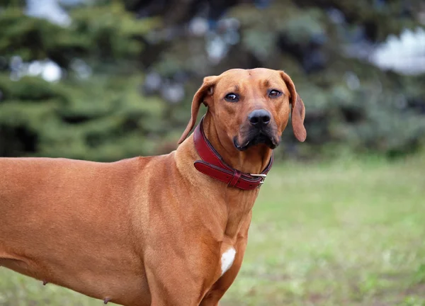 Retrato de Rhodesian ridgeback dog — Foto de Stock