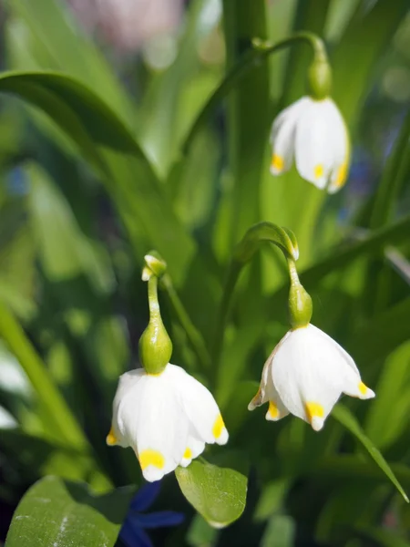 Перші весняні білі квіти в лісі — стокове фото
