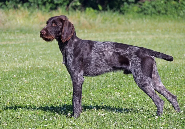 O cão jovem da raça de drahthaar — Fotografia de Stock