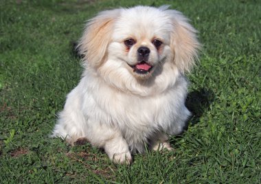 Bahar'ın bahçesinde ırk pekingese, küçük köpek yavrusu