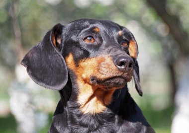 Güzel küçük siyah dachshund portresi