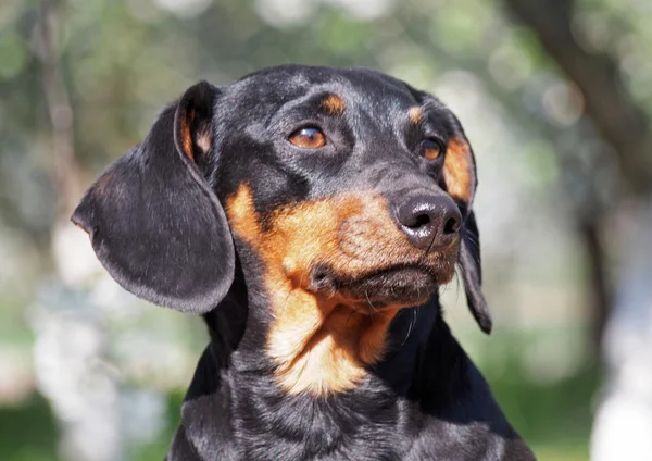 Porträt der schönen kleinen schwarzen Dackel — Stockfoto