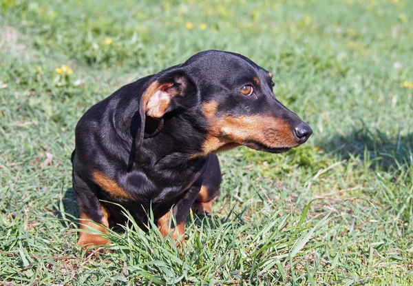 Πορτρέτο του όμορφο μικρό μαύρο είδος γερμανικού κυνηγετικού σκύλου — Φωτογραφία Αρχείου