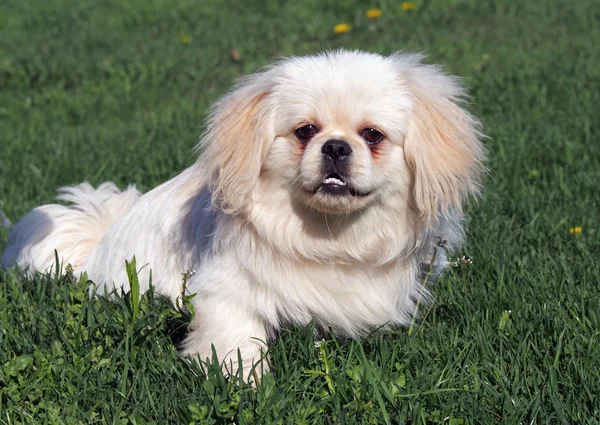 Pequeño cachorro de raza pekingese en el césped de primavera —  Fotos de Stock