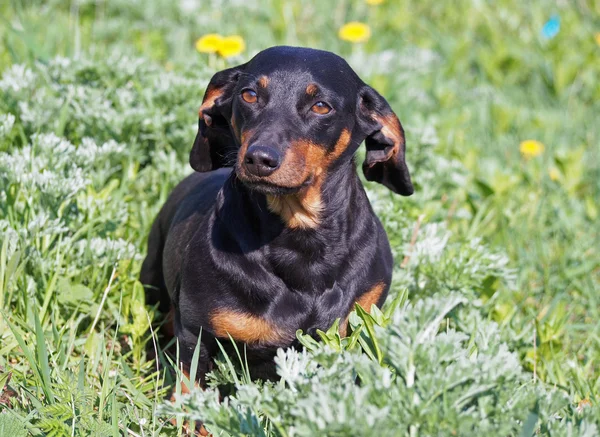 Retrato de belo pequeno dachshund preto — Fotografia de Stock