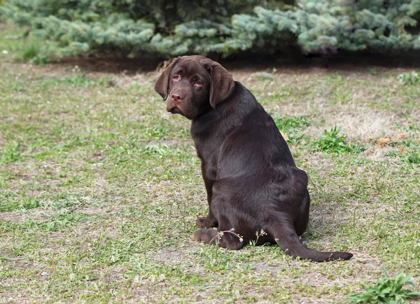Beautiful chocolate Labrador puppy sits on green lawn — Stock Photo, Image