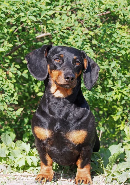 Portrait de petit teckel noir — Photo