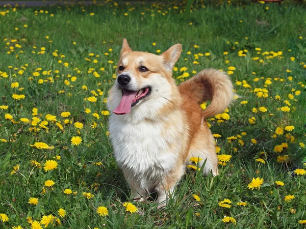 Retrato de galês corgi pembroke cão — Fotografia de Stock