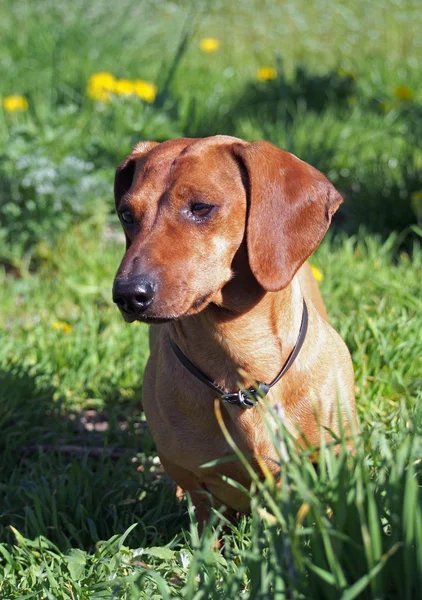 Retrato de belo pequeno dachshund vermelho — Fotografia de Stock