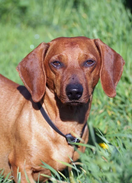 Portrait of beautiful small red dachshund — Stock Photo, Image