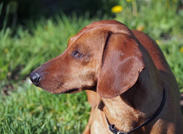 Güzel küçük kırmızı dachshund portresi — Stok fotoğraf