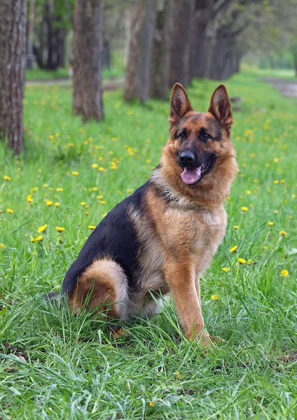 Alman çoban köpeği portresi — Stok fotoğraf