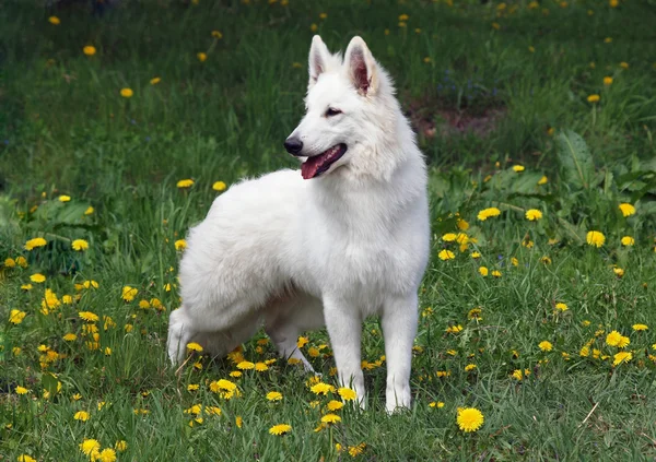 Witte suisse herder op de groene weide — Stockfoto