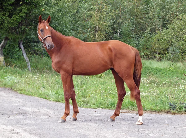 Зовнішній вигляд молодого коня каштана — стокове фото