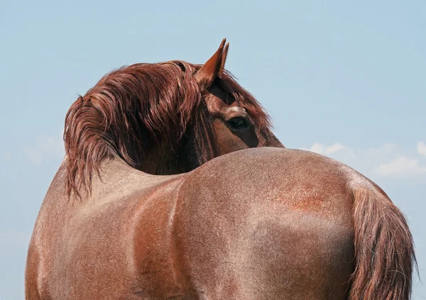 Portrait de puissant cheval châtain — Photo