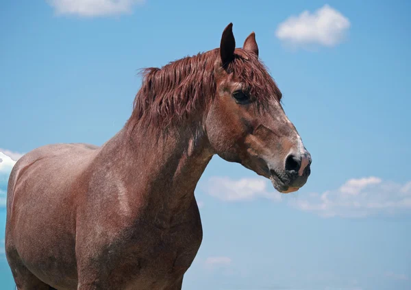 Gyönyörű gesztenye ló portréja — Stock Fotó