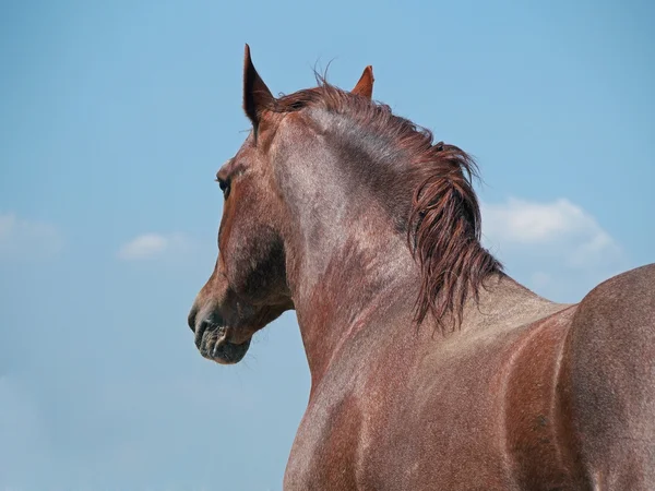 Portrait of beautiful chestnut horse — Stock Photo, Image